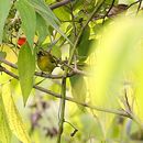 Image of Capped White-eye