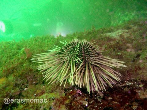 18.https www inaturalist org photos 3017923.580x360