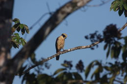 Image of Laughing Falcon