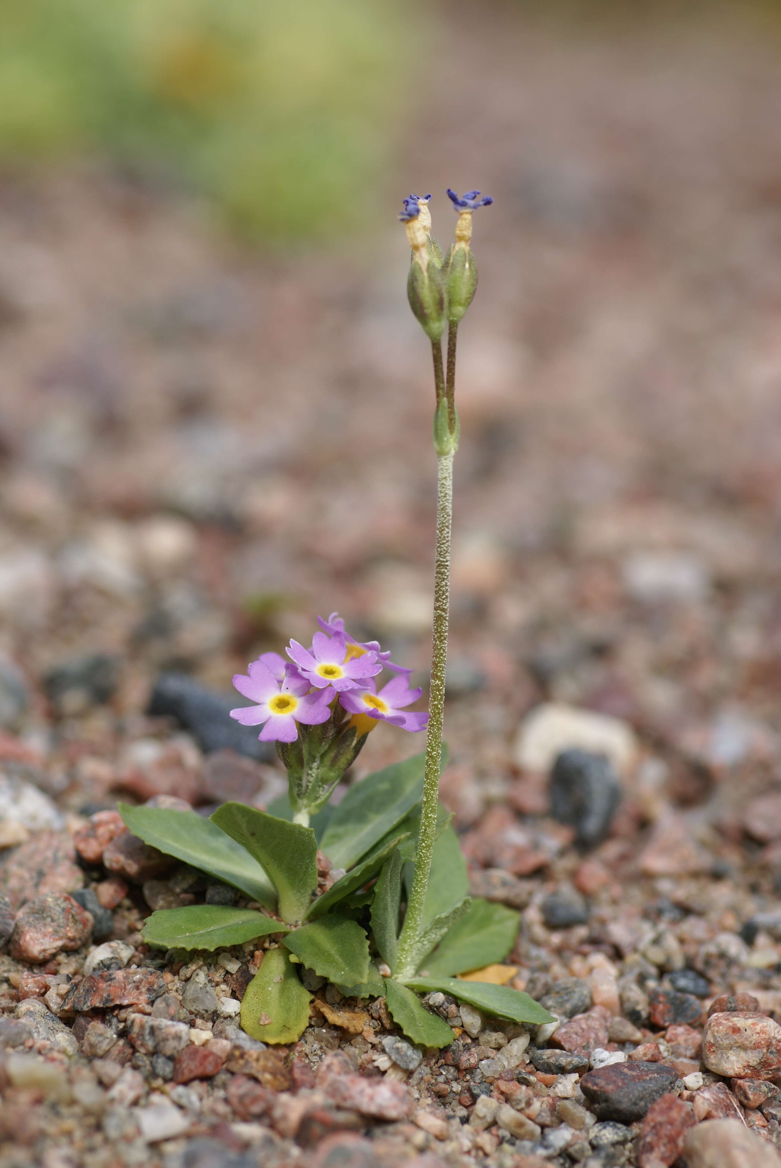 Слика од Primula stricta Hornem.