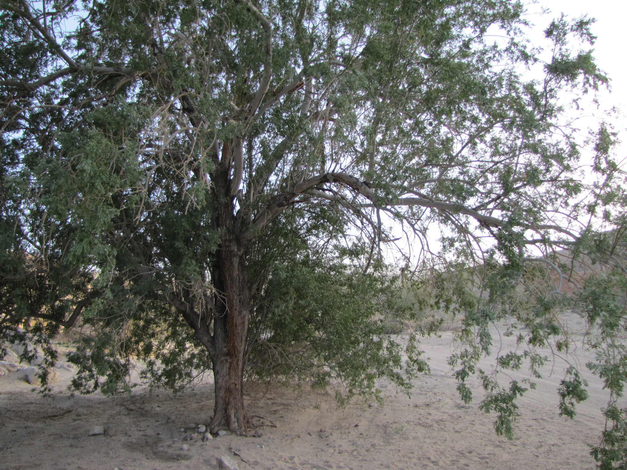 Image of <i>Olneya tesota</i>