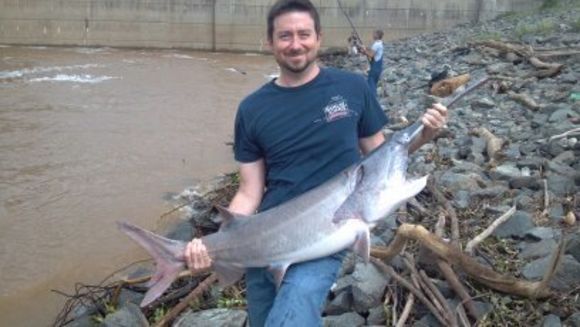 Image of Mississippi paddlefish