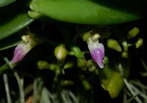 Image de Pelatantheria insectifera (Rchb. fil.) Ridl.