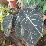 Image of Alocasia reginula A. Hay