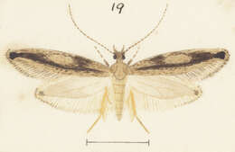 Image of Erechthias acrodina (Meyrick 1912)