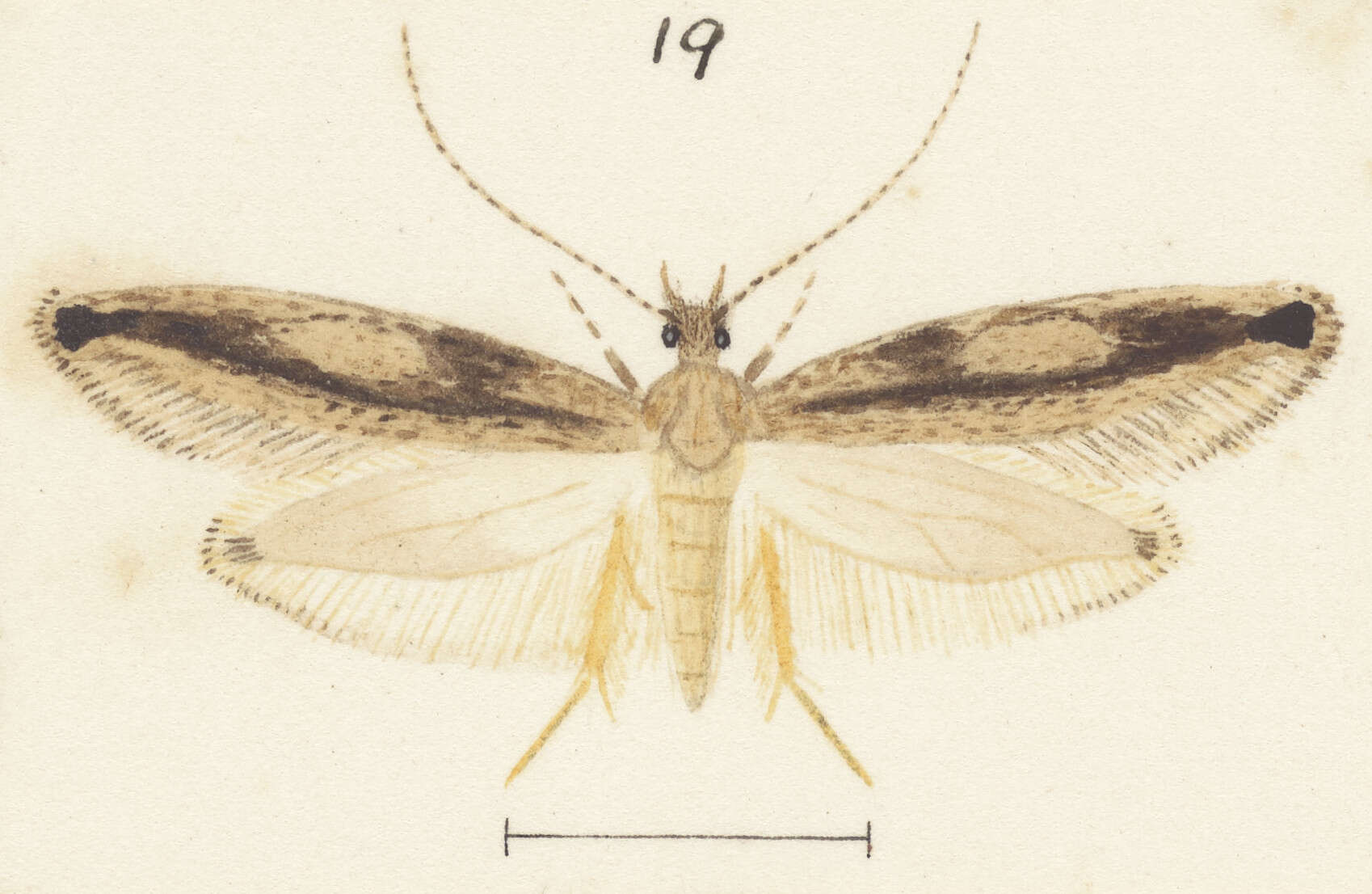 Image of Erechthias acrodina (Meyrick 1912)