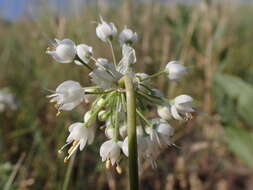 Image of Lady's leek