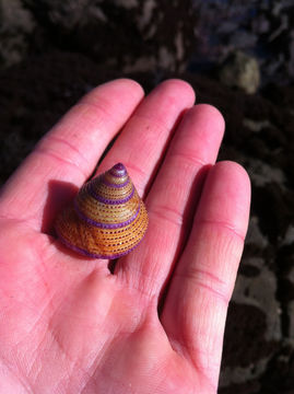 Image of purple-ring topsnail
