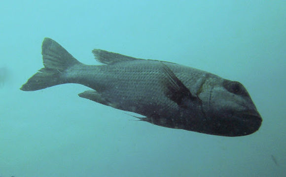 Image of Black snapper