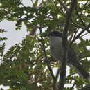 Image of Pink-footed Puffback