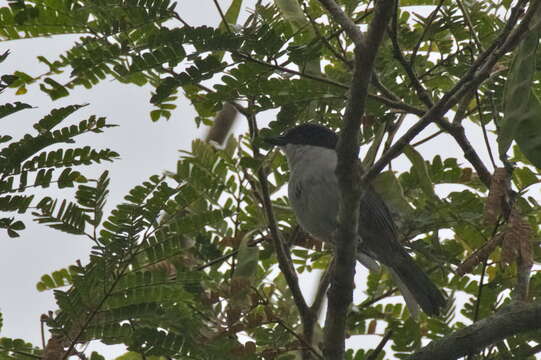 Image of Pink-footed Puffback