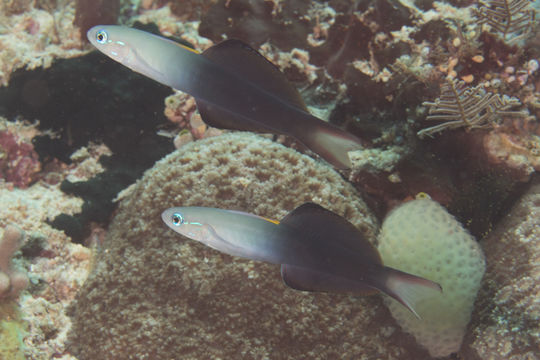 Image of <i>Ptereleotris evides</i> (Jordan & Hubbs 1925)