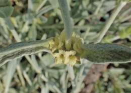 Image of Ironwort