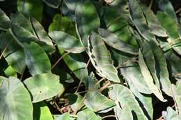 Image of Colocasia fallax Schott