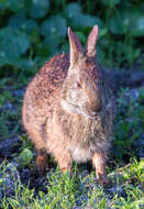 Image of Key Rabbit