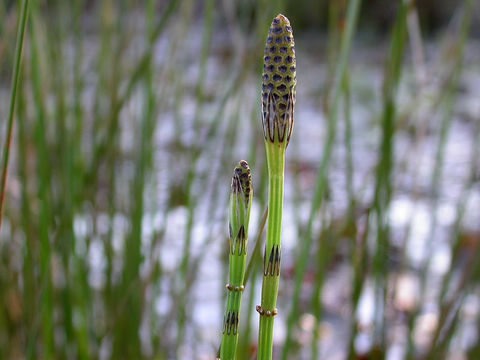 Image of <i>Equisetum palustre</i>