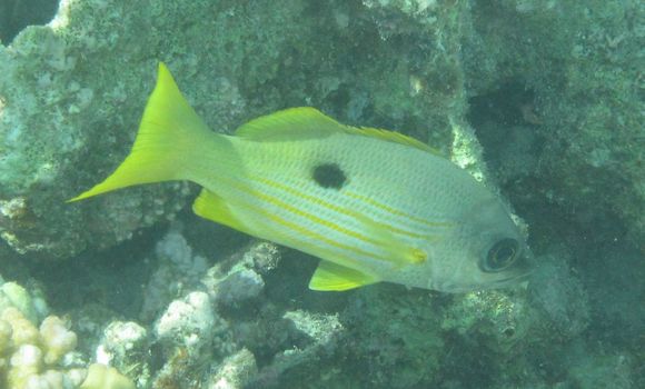 Image of Blackspot snapper