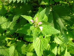 Image of <i>Lamium album</i>