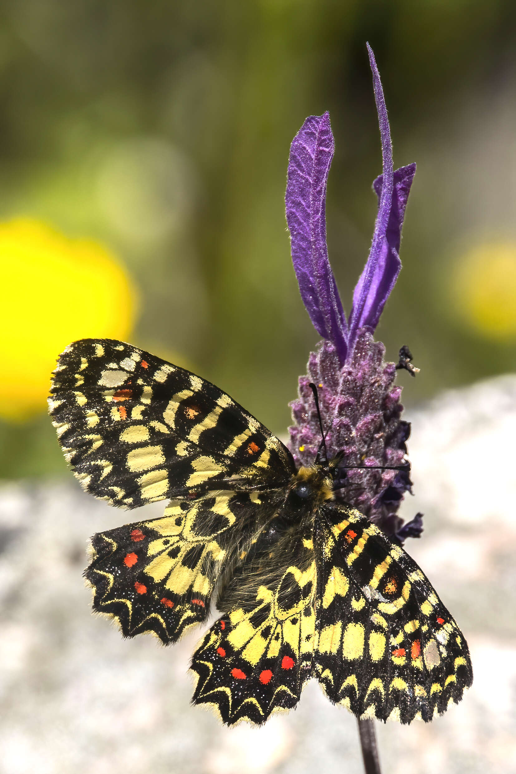 Imagem de Lavandula stoechas L.