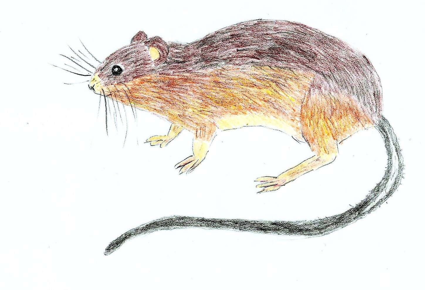 Image of South American rats and mice