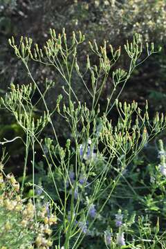 Image of smallflower hawksbeard