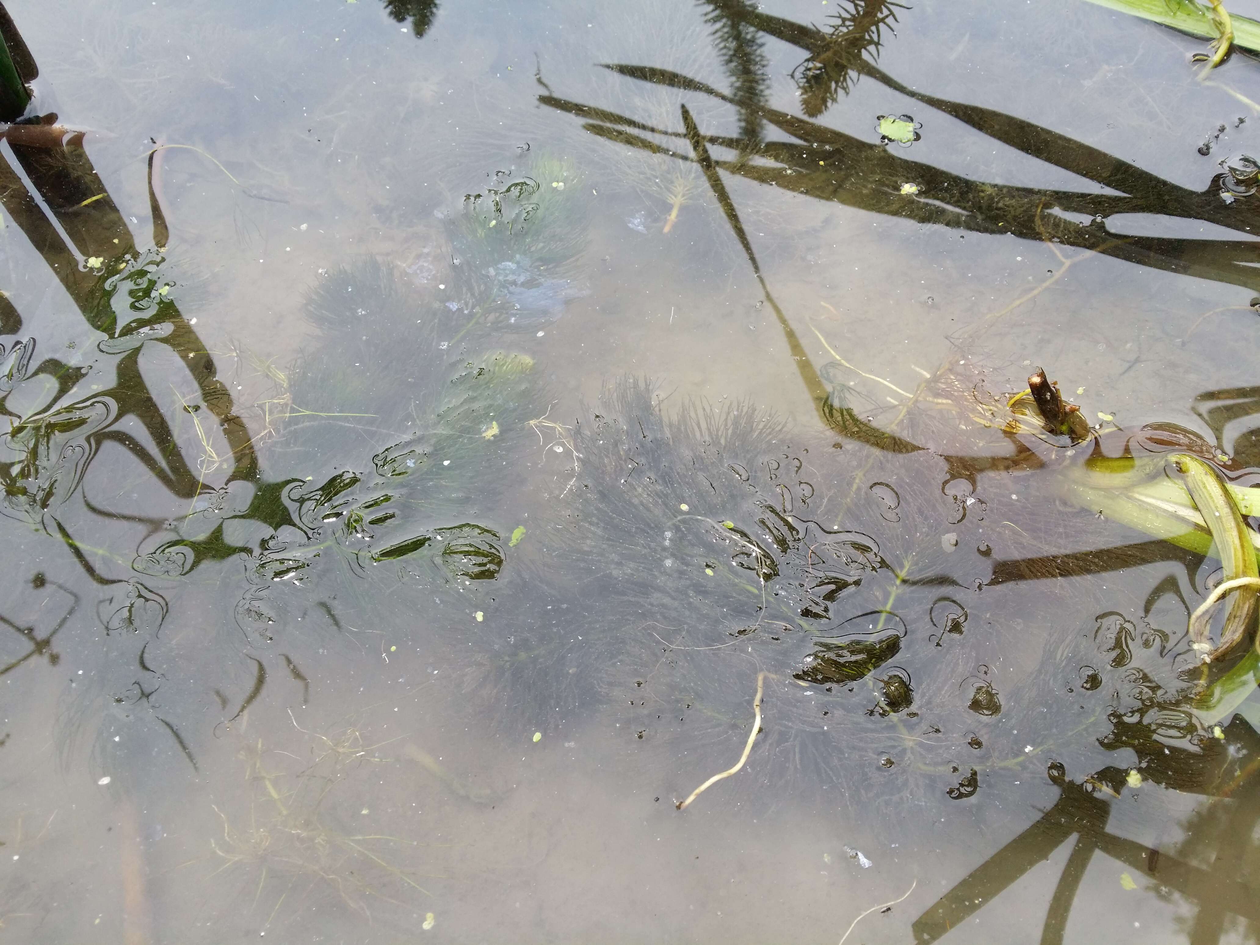 Image de Cératophylle Submergé