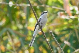 Image of Flycatcher-shrike