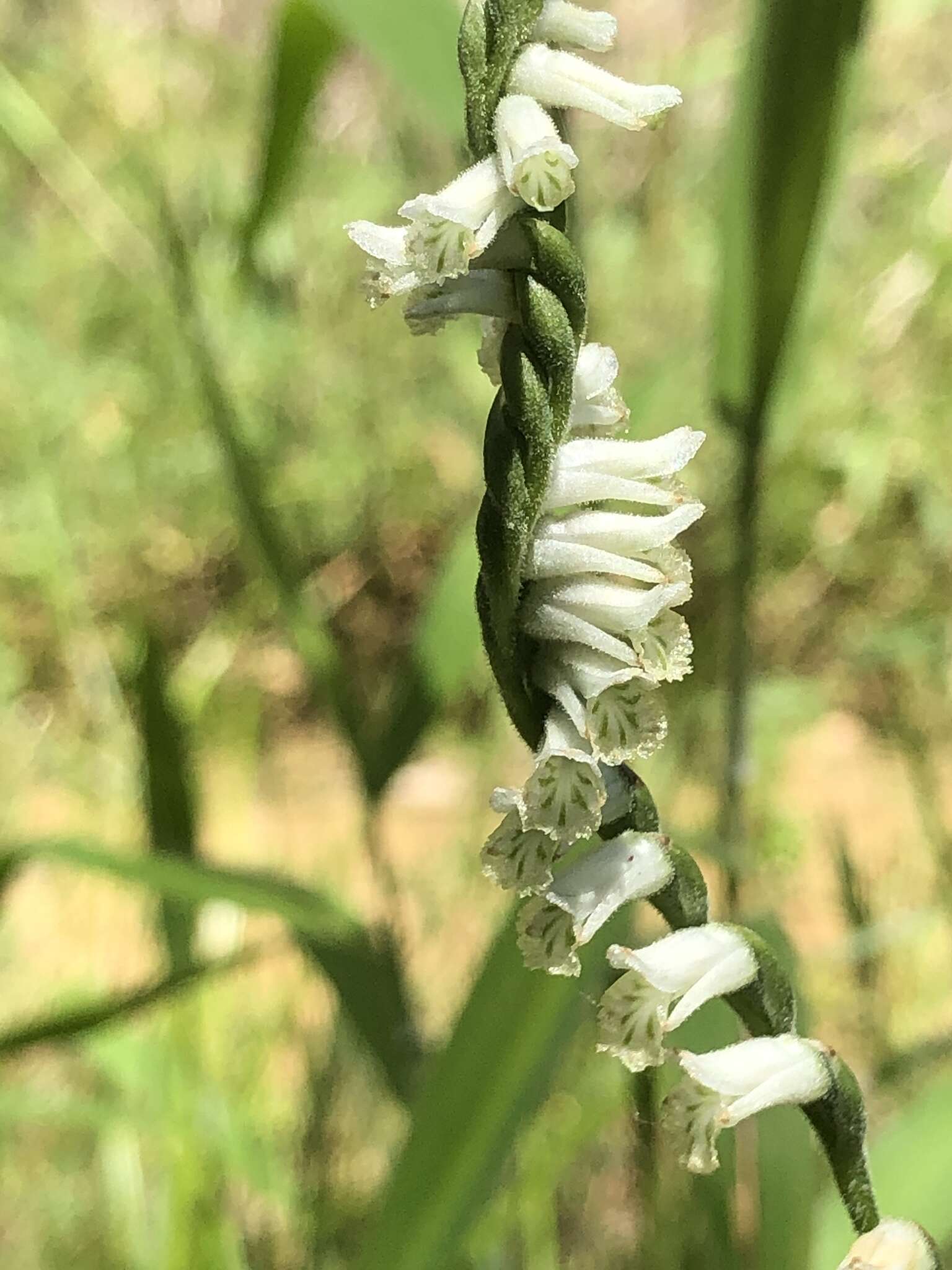 Image of Green-Vein Ladies'-Tresses