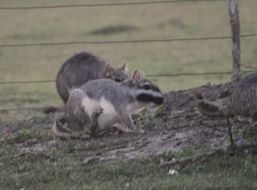 Image of Argentine Plains Viscacha