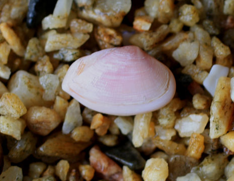 Image of <i>Corbula zelandica</i>