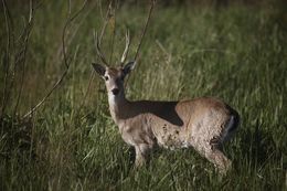 Image of Pampas Deer
