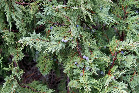 Image of <i>Juniperus thurifera</i>