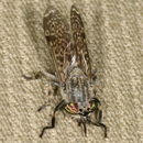 Image of Haematopota crassicornis Wahlberg 1848