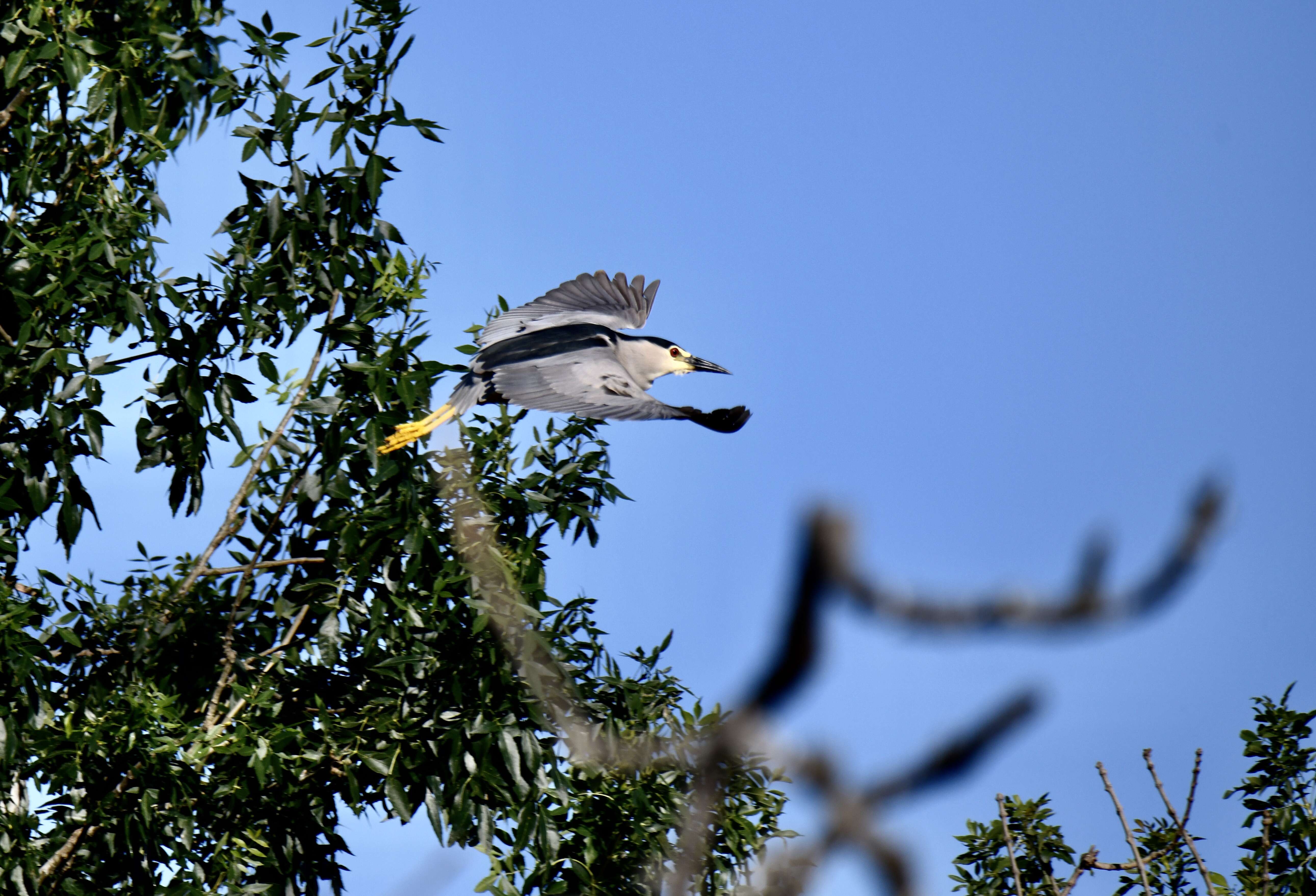 Image of Night Herons