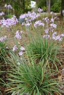 Image of Pink Agapanthus