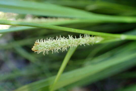 Carex hispida Willd. ex Schkuhr resmi