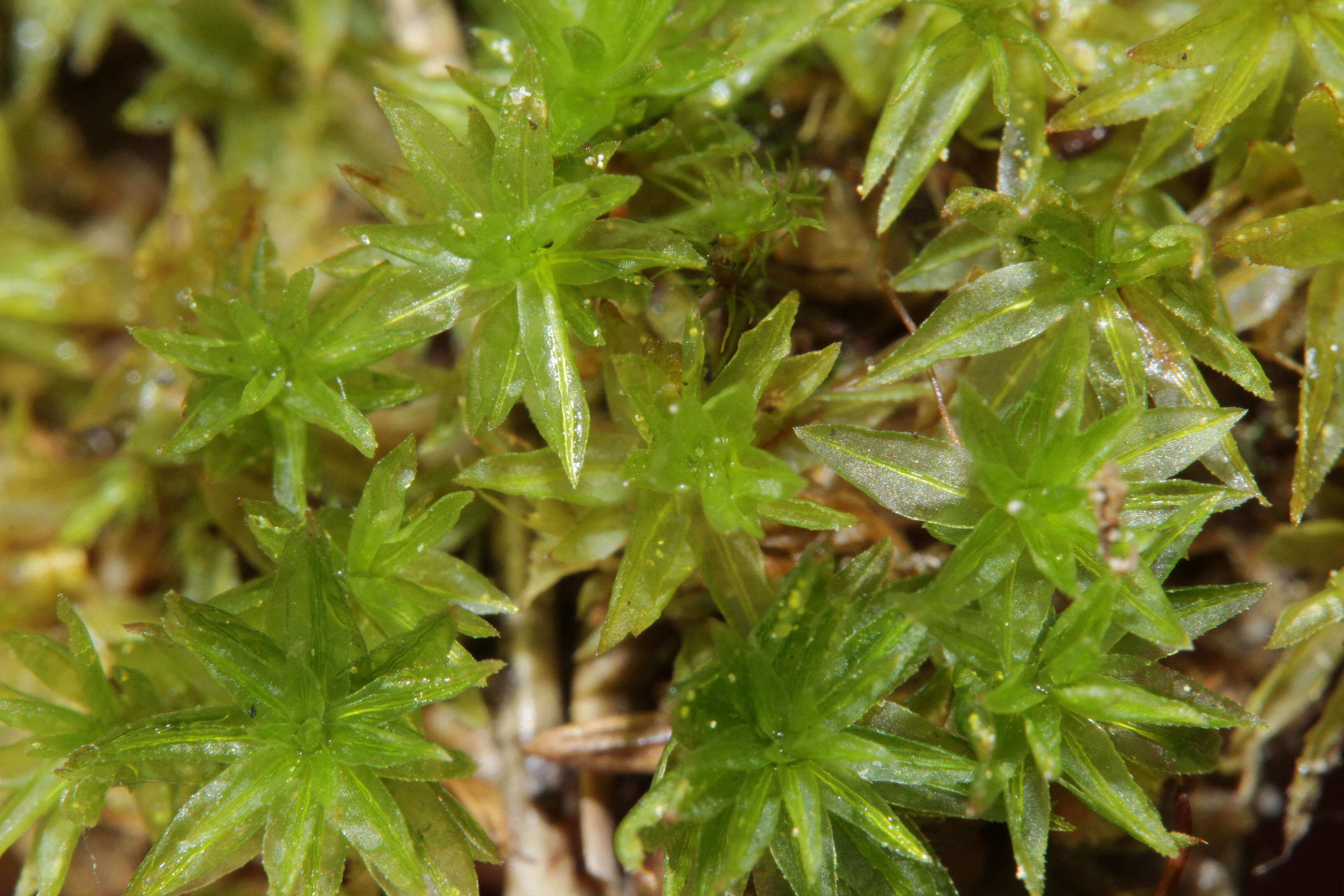 Image of atrichum moss