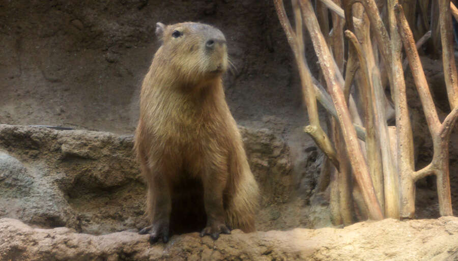 Image of Capybaras