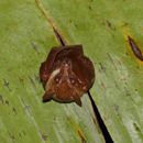 Image of Syconycteris australis (Peters 1867)