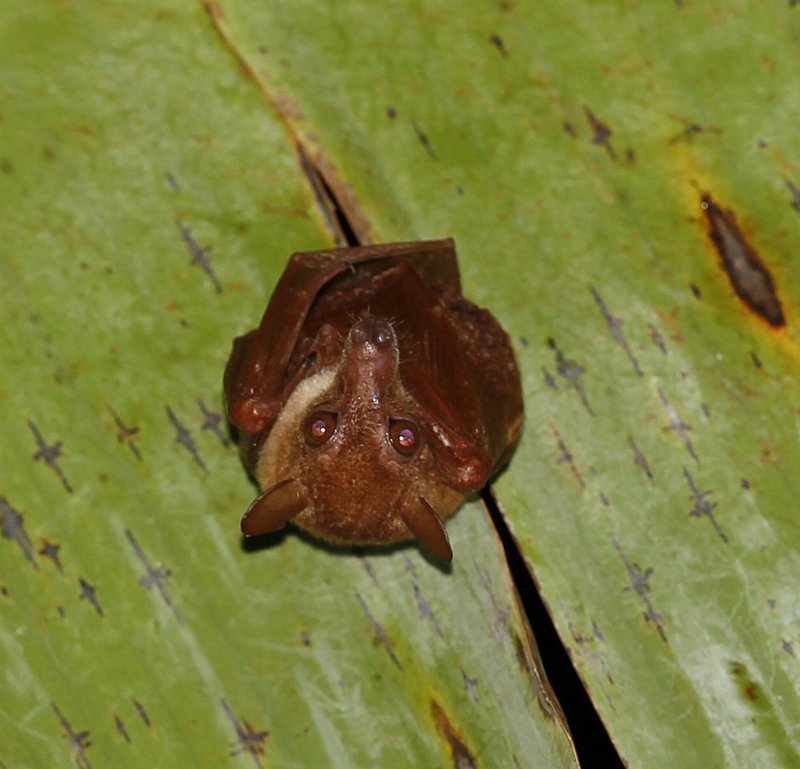 Image of Common Blossom Bat