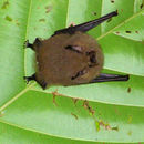 Image of Thomas's Shaggy Bat