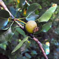 Plancia ëd Pyrus communis subsp. pyraster (L.) Ehrh.