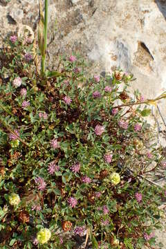 Image of woolly clover