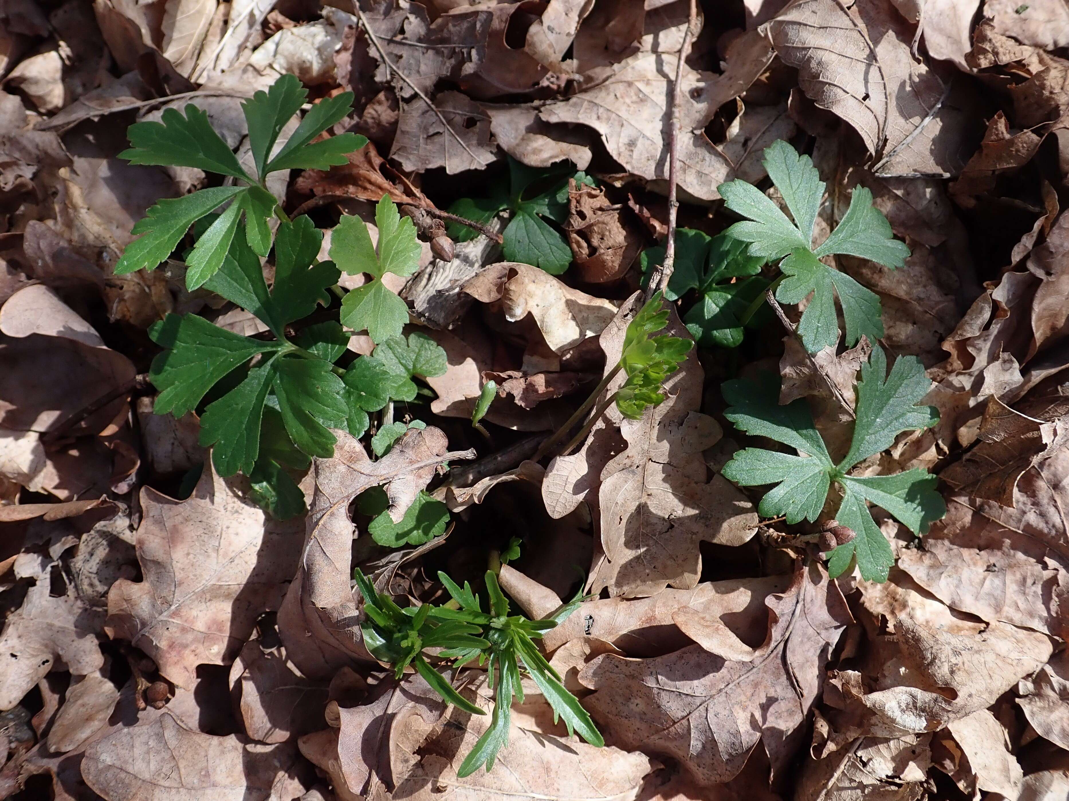 Image of Goldilocks Buttercup