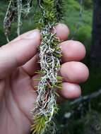 Image of Mountain oakmoss lichen