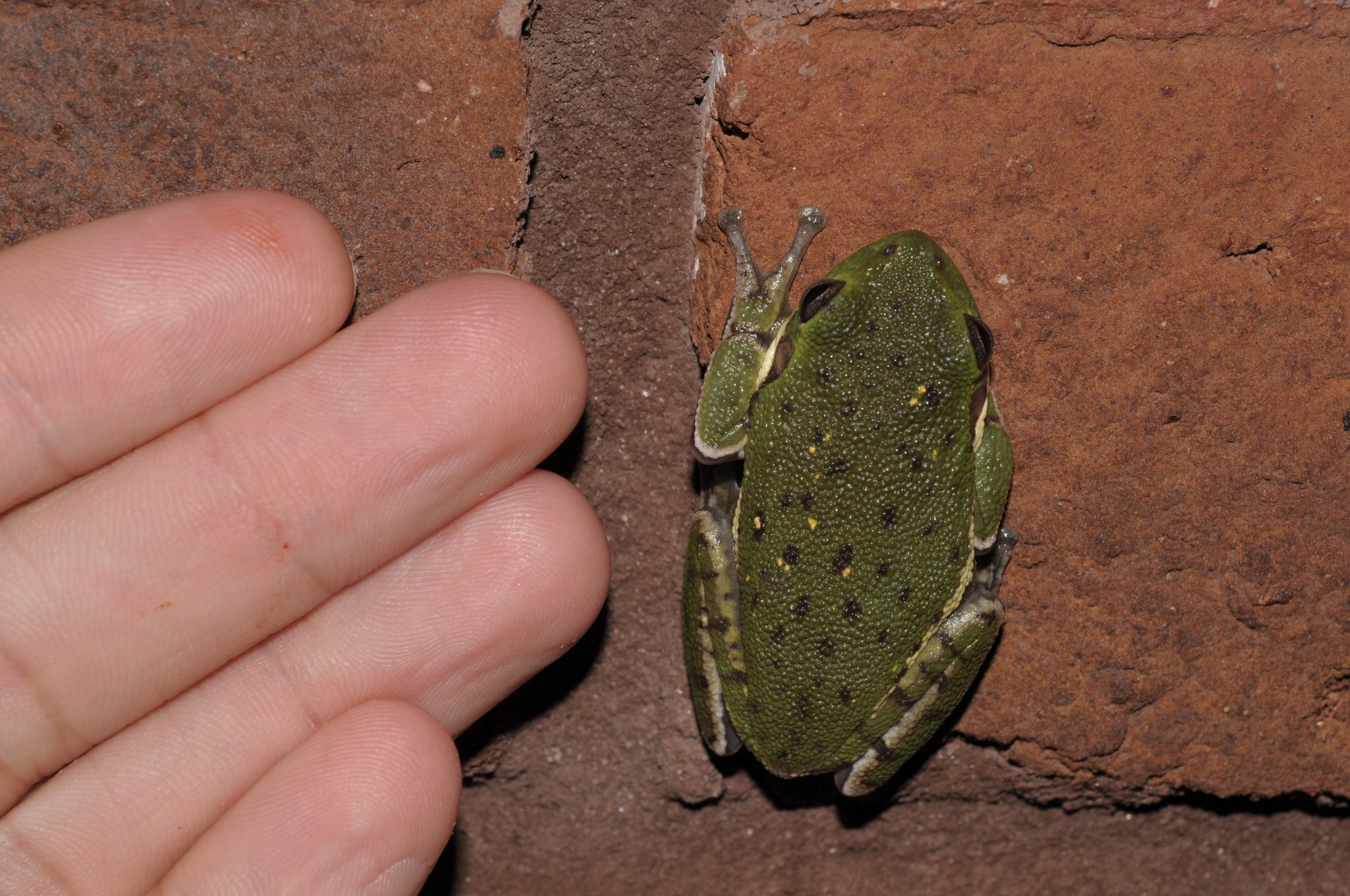 Image of <i>Hyla gratiosa</i>