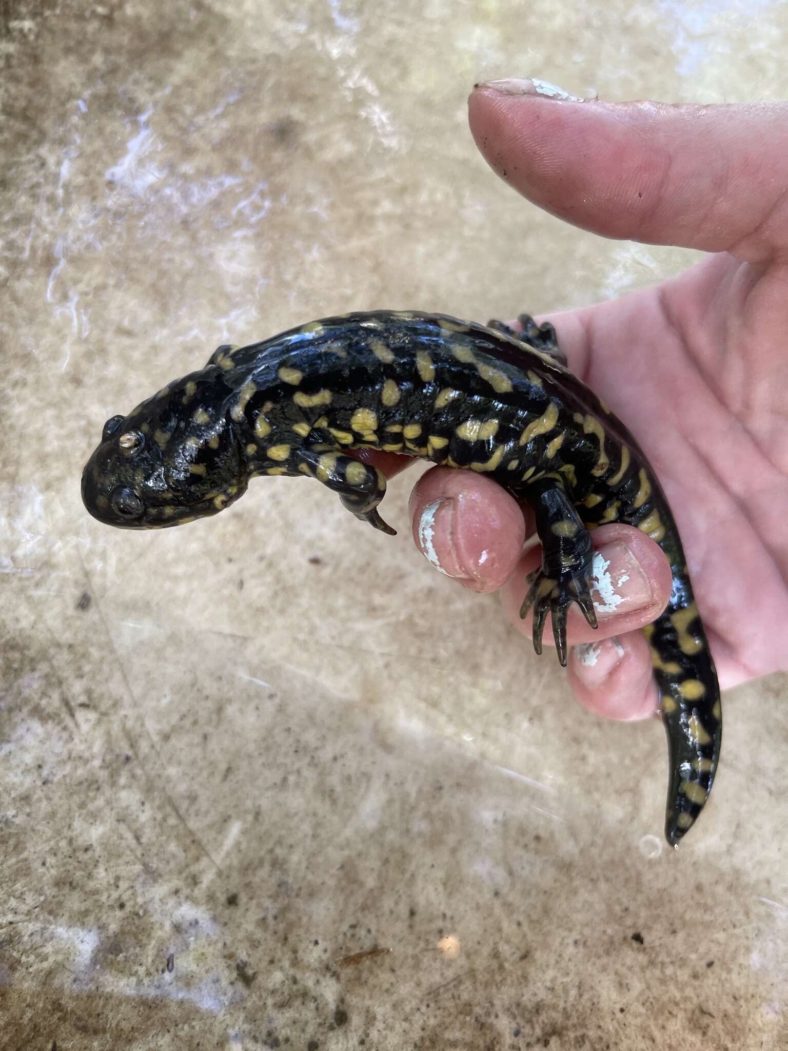 Image of Eastern Tiger Salamander