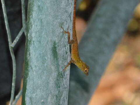 Image de Anolis distichus Cope 1861