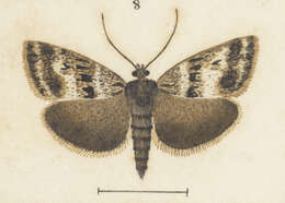 Image of Scoparia pascoella Philpott 1920