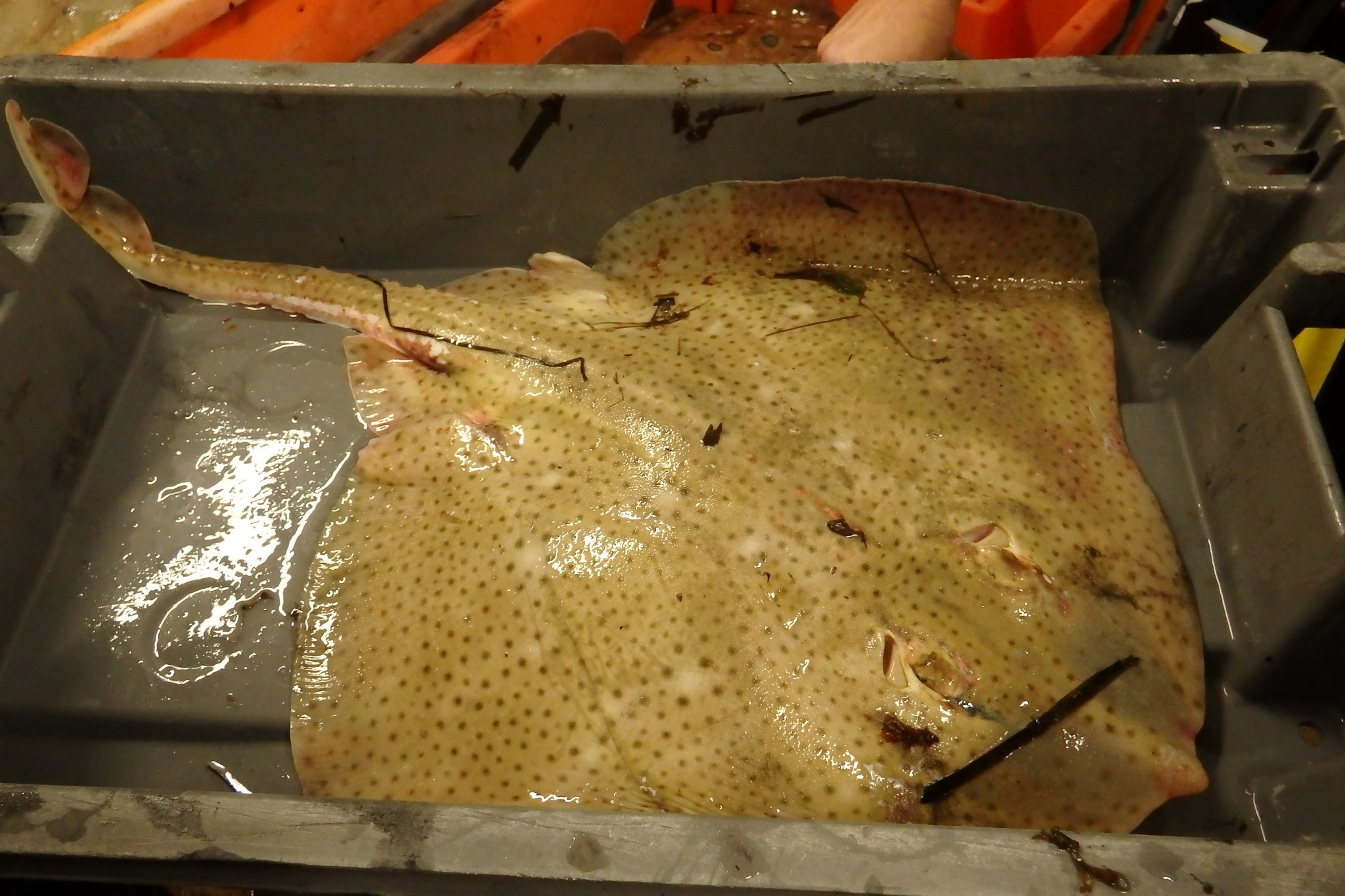 Image of Blonde ray